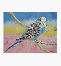 Sky Blue Budgie Photographic Print