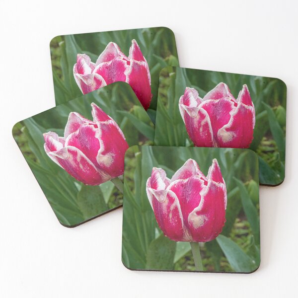 Item preview, White tipped red tulip designed and sold by DPalmer.