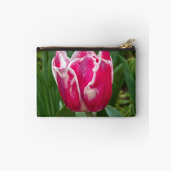 Item preview, White tipped red tulip designed and sold by DPalmer.