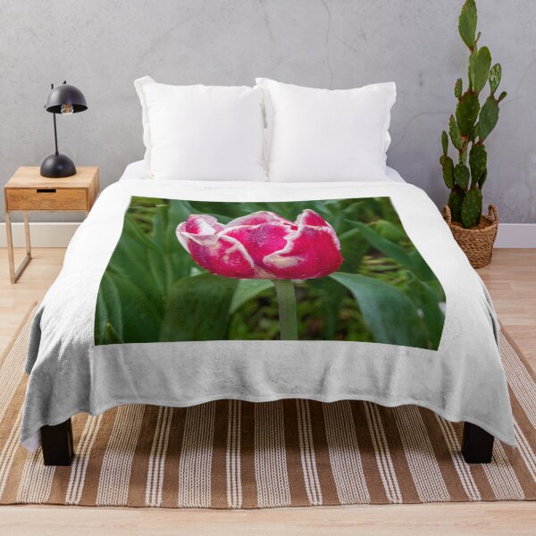 Item preview, White tipped red tulip designed and sold by DPalmer.
