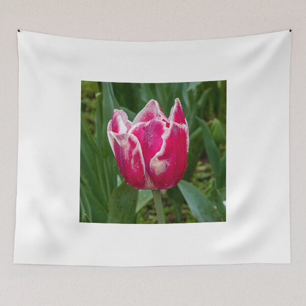 Item preview, White tipped red tulip designed and sold by DPalmer.