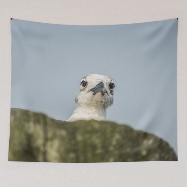 Item preview, Ring-billed gull designed and sold by KensLensDesigns.