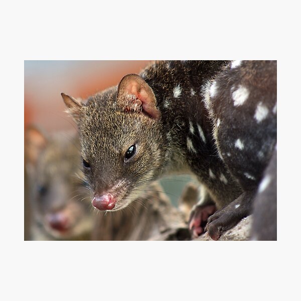 Spotted Tail Quoll (Juveniles) Photographic Print