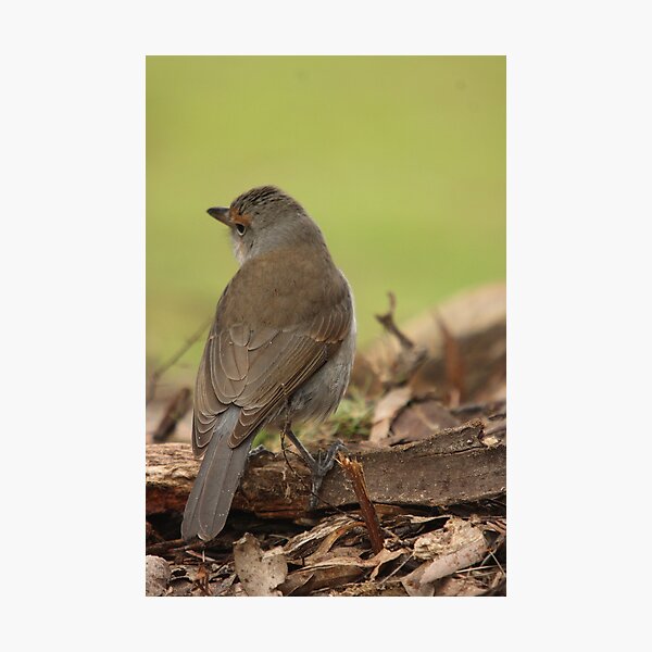 Item preview, Grey Shrike Thrush designed and sold by inthewild.