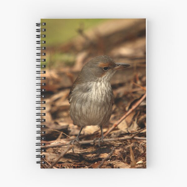Item preview, Grey Shrike Thrush designed and sold by inthewild.