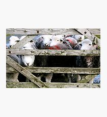 Herdys Photographic Print