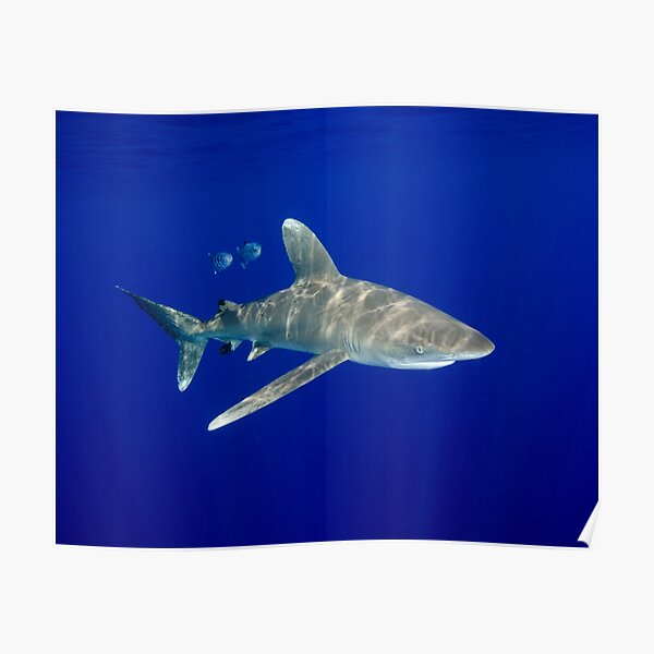 An Oceanic White Tip Shark Cruising in the Deep Blue Poster