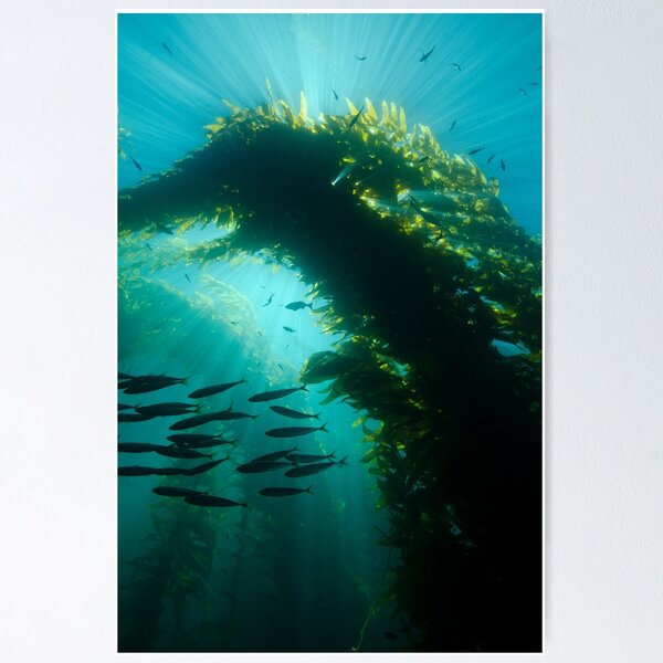 Artikel-Vorschau von Sonnenstrahlen in einem Kelp-Wald, designt und verkauft von Brent Barnes.