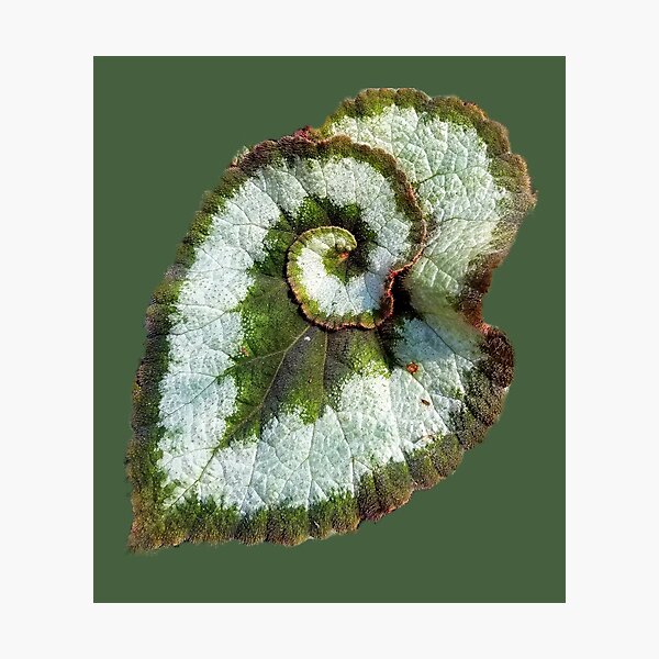 Item preview, Rex Begonia Leaf designed and sold by Ciel Walko.