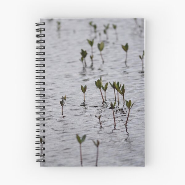 Item preview, Bog Bean plants in moody grey water designed and sold by Alternative Perspectives.