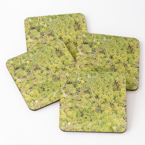 A Bed of Sphagnum Moss Coasters (Set of 4)