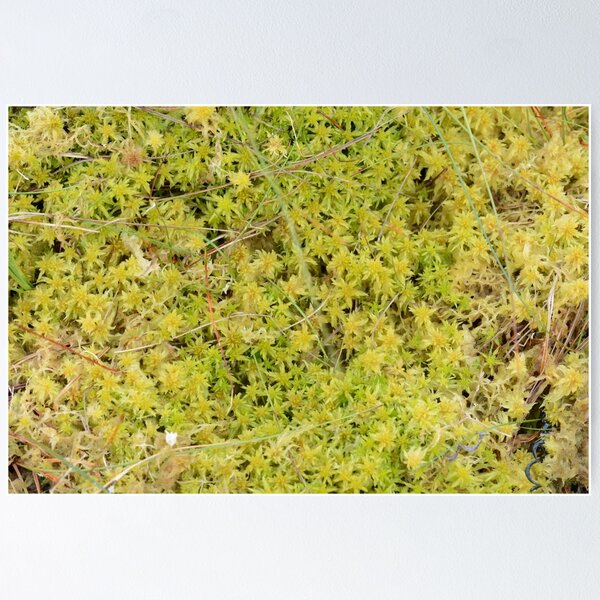 A Bed of Sphagnum Moss Poster