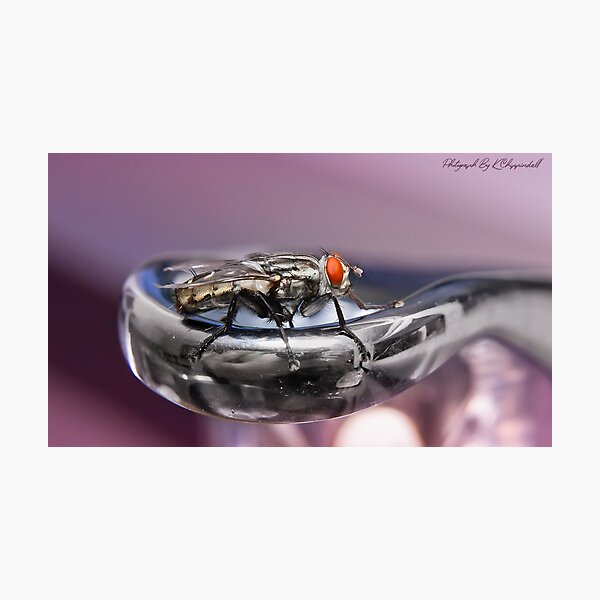 Item preview, Fly on a tap 0122 designed and sold by kevin Chippindall.