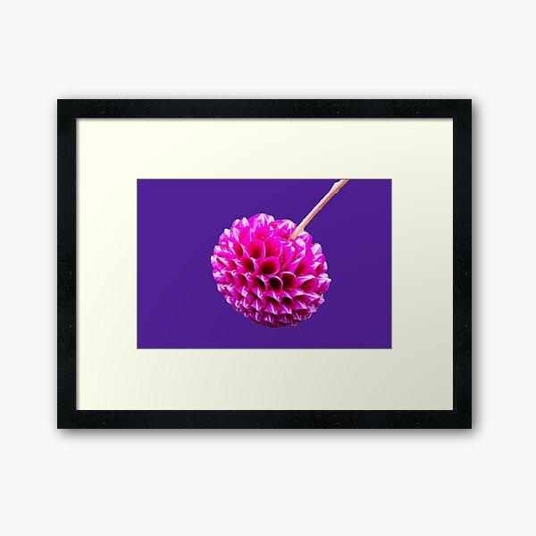 Pink Striped Dahlia Framed Art Print