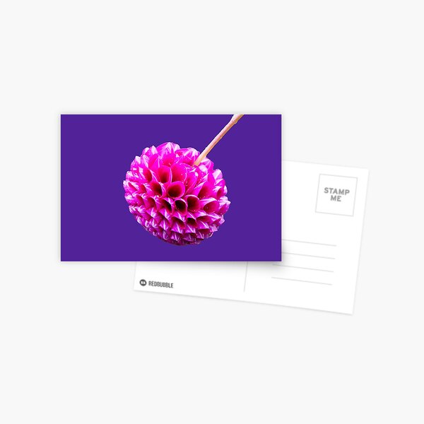 Pink Striped Dahlia Postcard