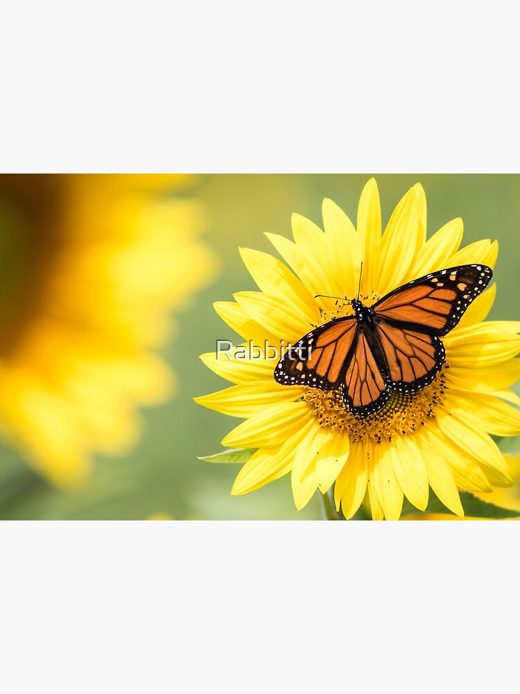 Monarch Butterfly on bright yellow sunflowers on a sunny summer morning by Rabbitti