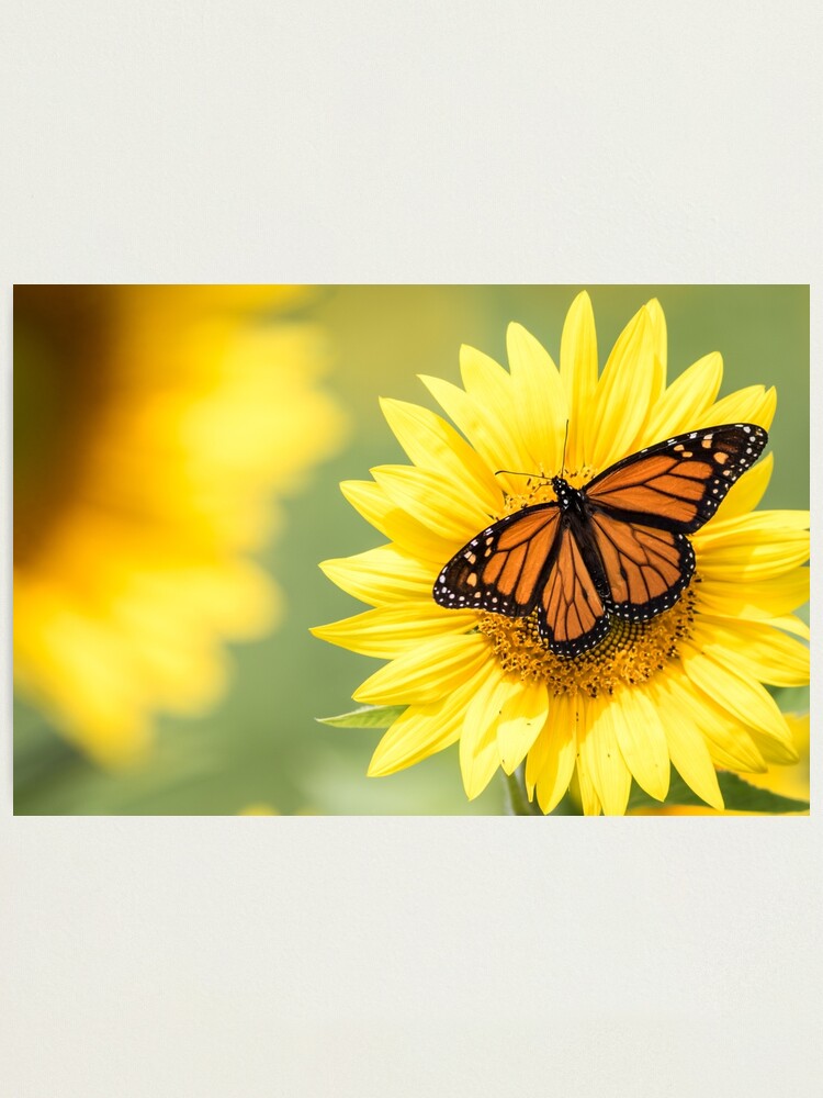 Alternate view of Monarch Butterfly on bright yellow sunflowers on a sunny summer morning Photographic Print