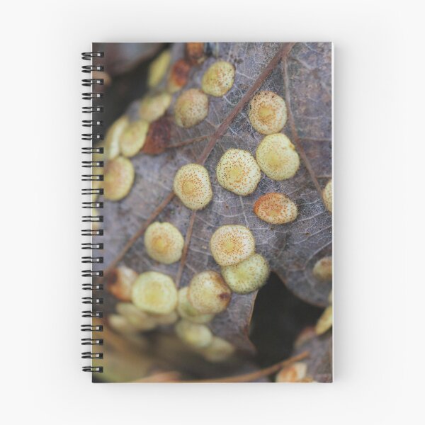 Item preview, Common spangle gall on oak leaf designed and sold by cuprum.