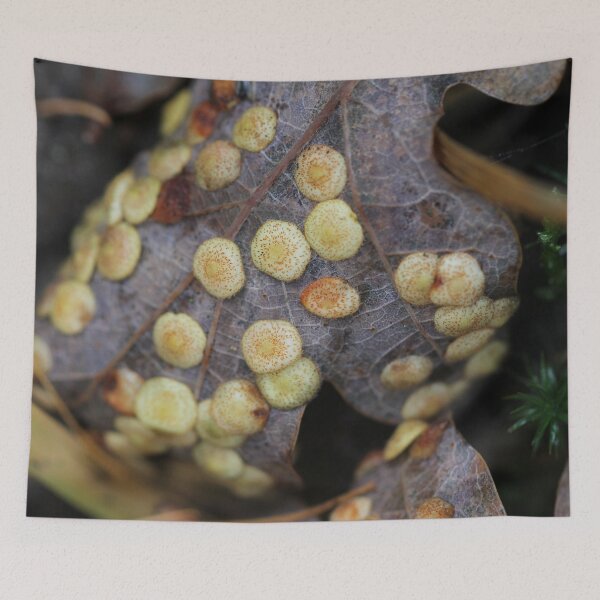 Item preview, Common spangle gall on oak leaf designed and sold by cuprum.