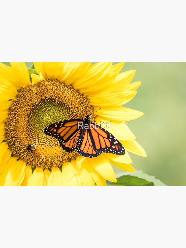 Monarch Butterfly on bright yellow sunflowers on a sunny summer morning by Rabbitti