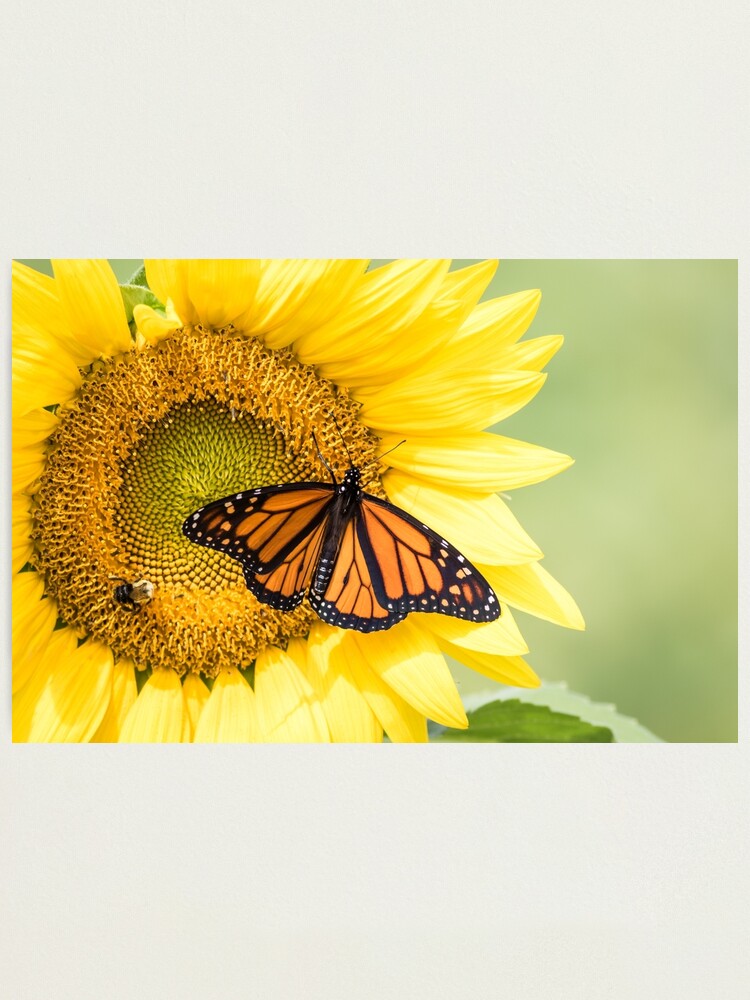 Alternate view of Monarch Butterfly on bright yellow sunflowers on a sunny summer morning Photographic Print