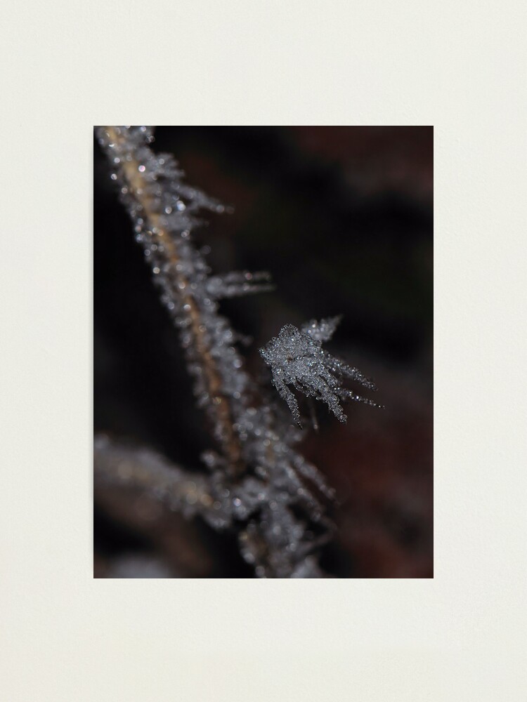 Alternate view of Frost #1 Photographic Print