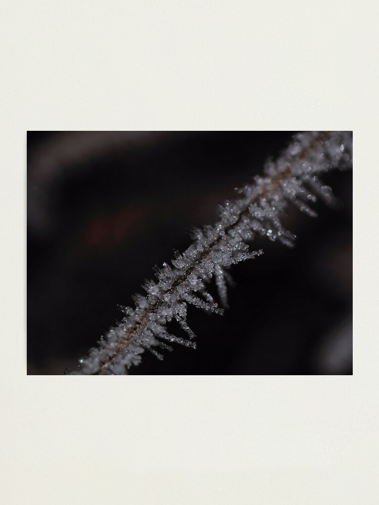 Alternate view of Frost #2 Photographic Print