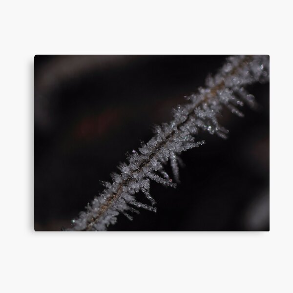 Frost #2 Canvas Print