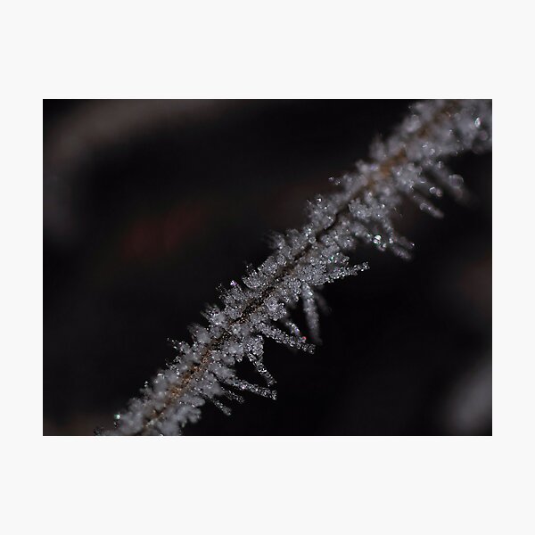 Frost #2 Photographic Print