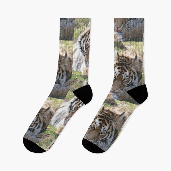 Item preview, Stunning Tiger designed and sold by BsPhotographs.