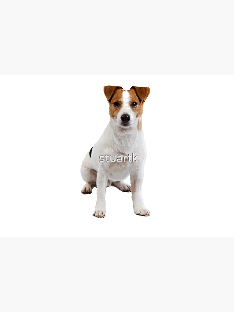 Jack Russell by stuartk