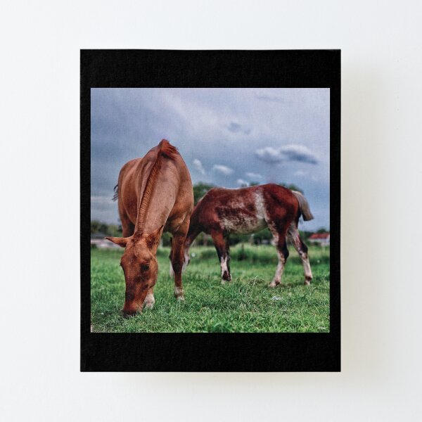 Grazing Canvas Mounted Print