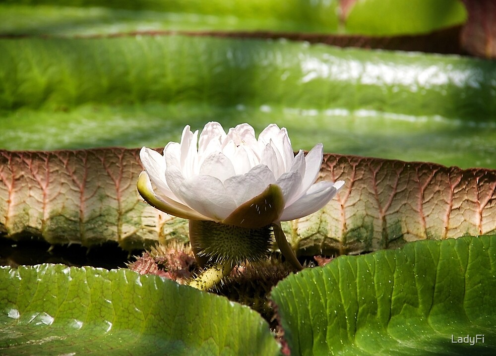 "Amazonian Water Lily" by LadyFi Redbubble