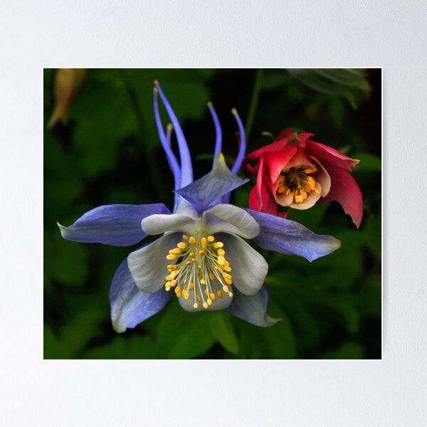 Item preview, Columbines designed and sold by SuddenJim.