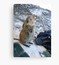 Quokka Canvas Print