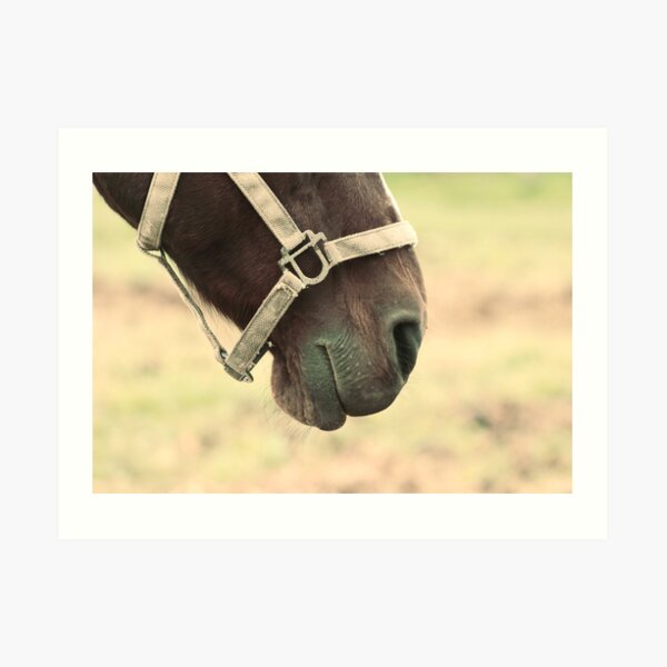Bits and pieces - horse Art Print