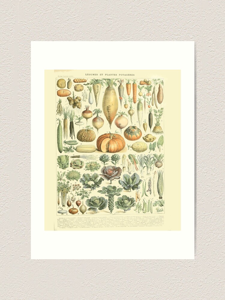 "Vegetable Identification Chart" Art Print by LogicalToad Redbubble