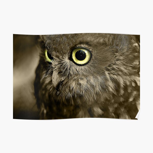 Southern Boobook Owl Poster