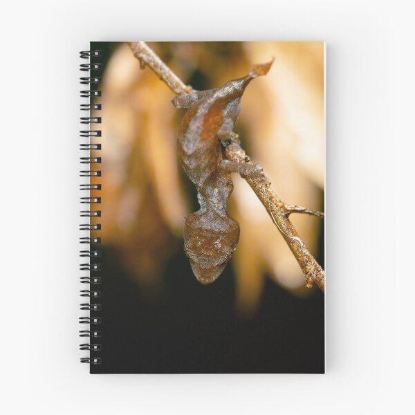 Item preview, Uroplatus fotsivava designed and sold by Dr Mark D. Scherz.