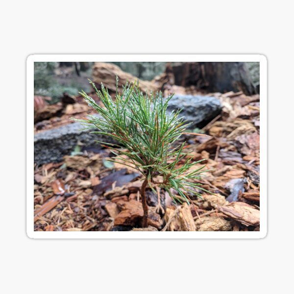 Baby sequoia Sticker