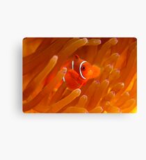 Teenie Canvas Print