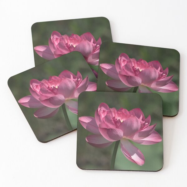 Item preview, Sacred lotus designed and sold by Ollivrosa.