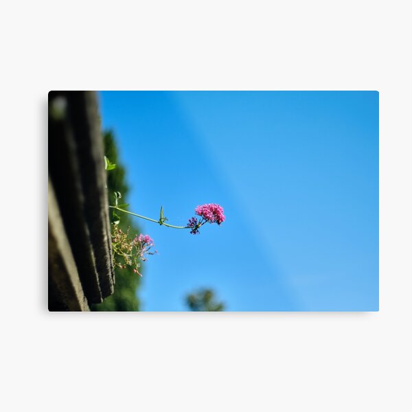 Blooming Pink Flower Metal Print