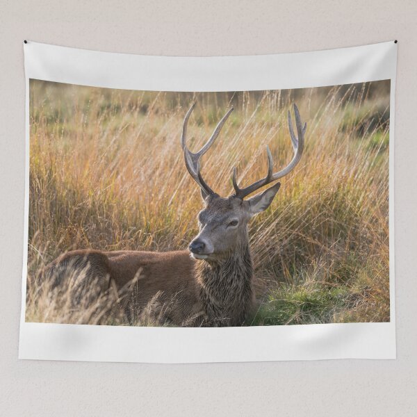 Item preview, Autumn Deer designed and sold by Matt Malloy.