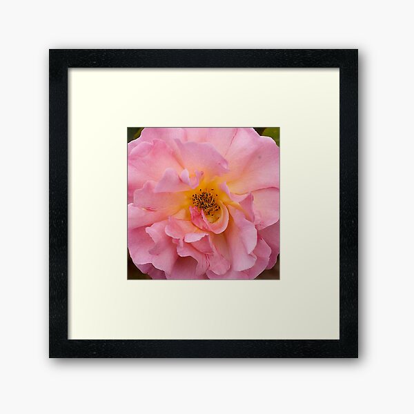 Item preview, Pink Flower Macro Photo designed and sold by DEC02.