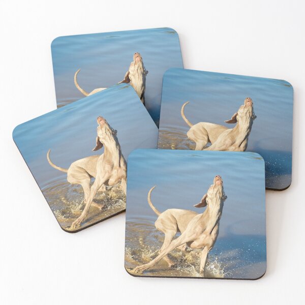 Item preview, Weimaraner twists and leaps for her ball by the river side designed and sold by Mark ODwyer.