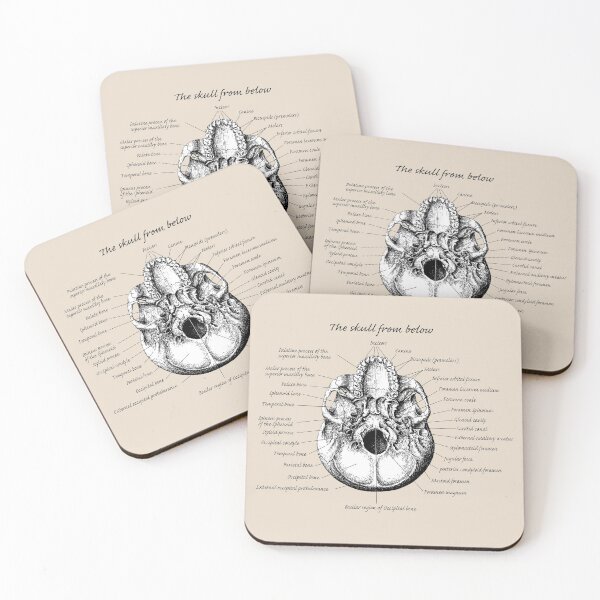 Item preview, The main bones of the human skull, viewed from below. designed and sold by Squirrox.