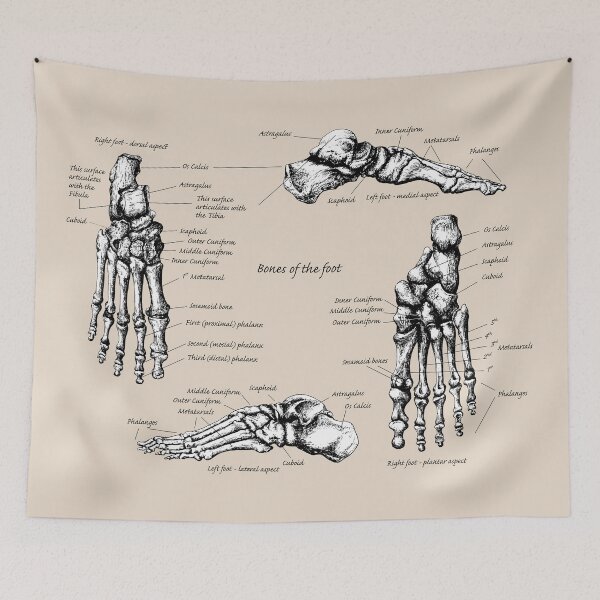 Item preview, The bones of the human foot. designed and sold by Squirrox.