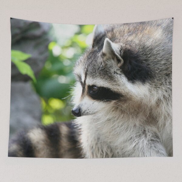 Item preview, Raccoon 003 designed and sold by JAMFoto.