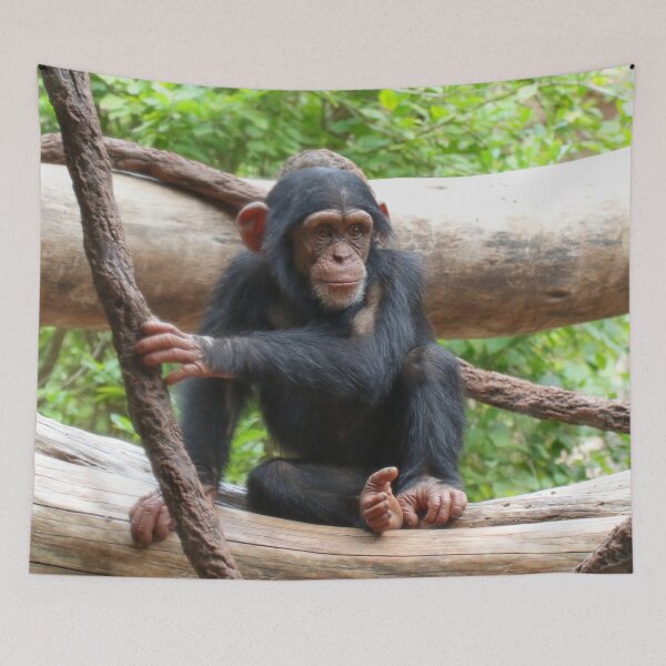 Item preview, Chimpanzee 001 designed and sold by JAMFoto.